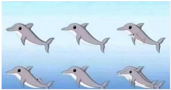 How Many Dolphins Are in the Picture?