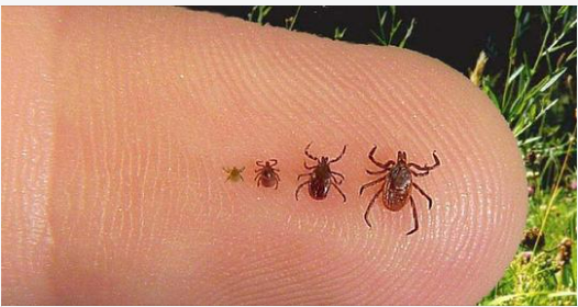 Full Guide On How To Spot, Treat And Get Rid Of Ticks In Your House
