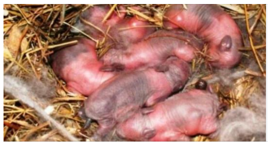 Farmer found newborn “puppies” in a field: after a while it dawned on him that they are not puppies! 