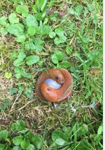 Internet Inquiry: Unraveling Nature’s Mysteries 