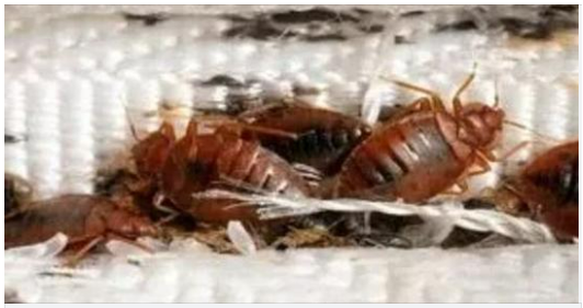 Methods for Eliminating Bed Bugs